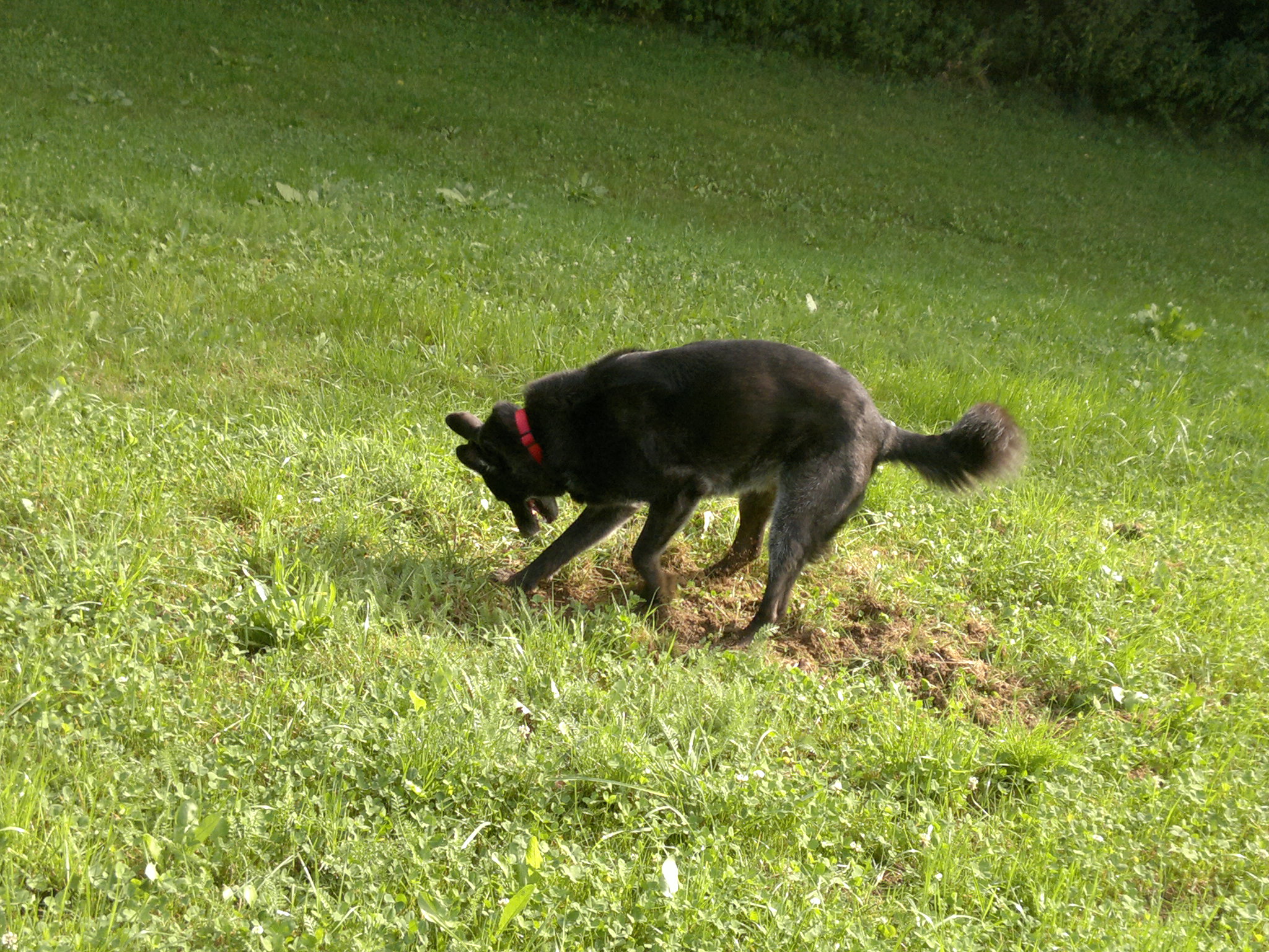 Gleich hab ich Dich!.jpg (2048 x 1536)